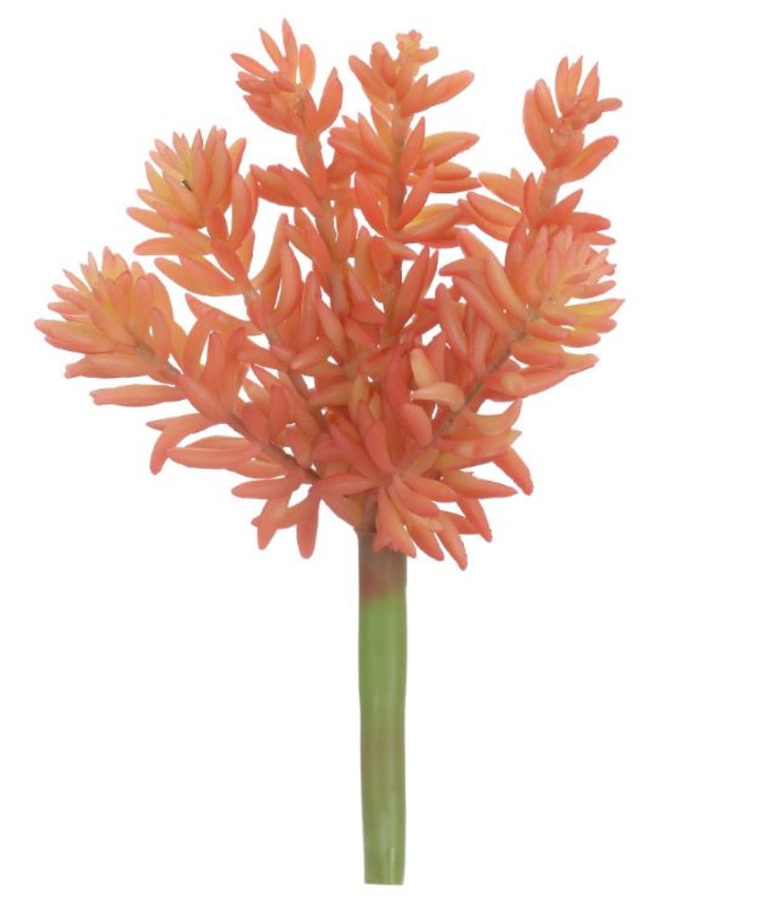 Suculenta Sedum Laranja 17cm