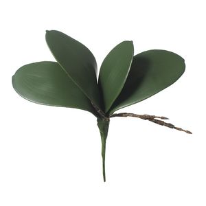 Folha Orquídea Phalaenopsis Verde