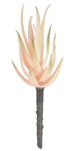 Suculenta Agave Salmon 20cm